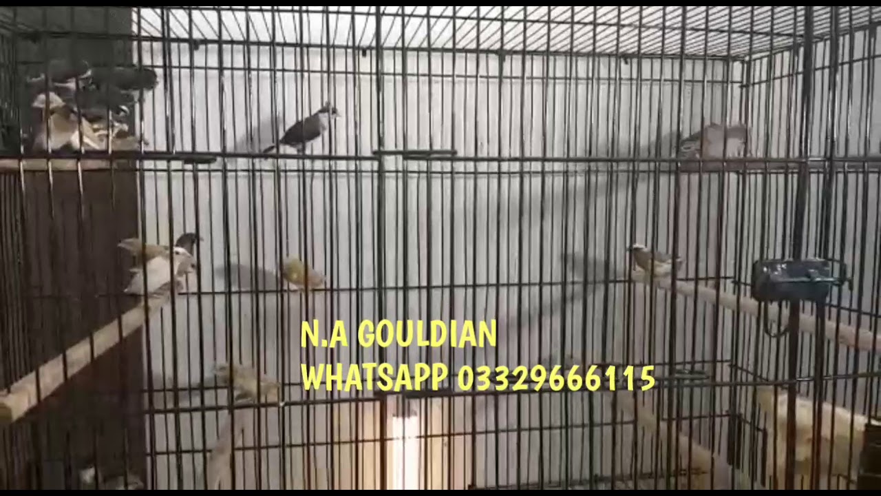 Benglies Finches | Society Finches || Crusted Benglies Finches in flying | by | Dayan Aviary |