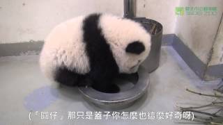 飲水盆的秘密The secret Of Yuan Zai's Water Bowl