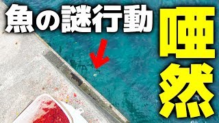 釣られる寸前の魚の取った行動が衝撃的すぎる【伊平屋島遠征#3】