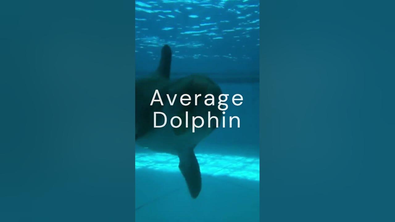 🤔Can You Guess? Chimpanzee Vs Dolphin #shorts - YouTube