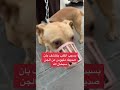 بسبب الكلب يكتشف بان صديقة ملبوس من الجن سبحان الله