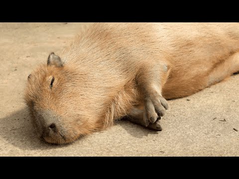 Capybara on Air【柚原いづみ / ななしいんく】