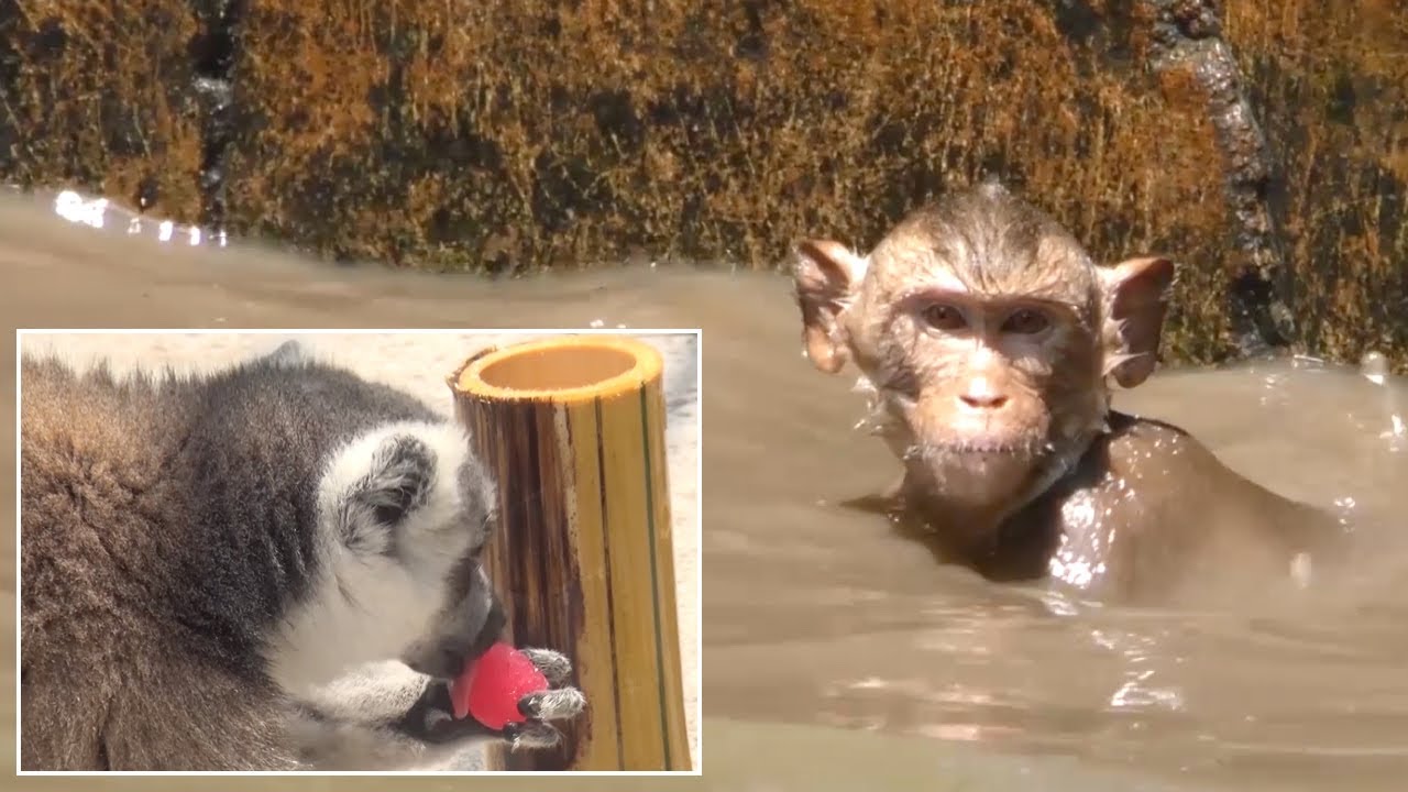 Monkeys Cool Off In Pool As Temperatures Hit 42C - YouTube