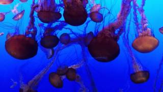 Psychedelic Jellies at Monterey Bay Aquarium