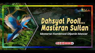 DAHSYAT POOLL‼️Masteran Sultan Dijamin Moncer