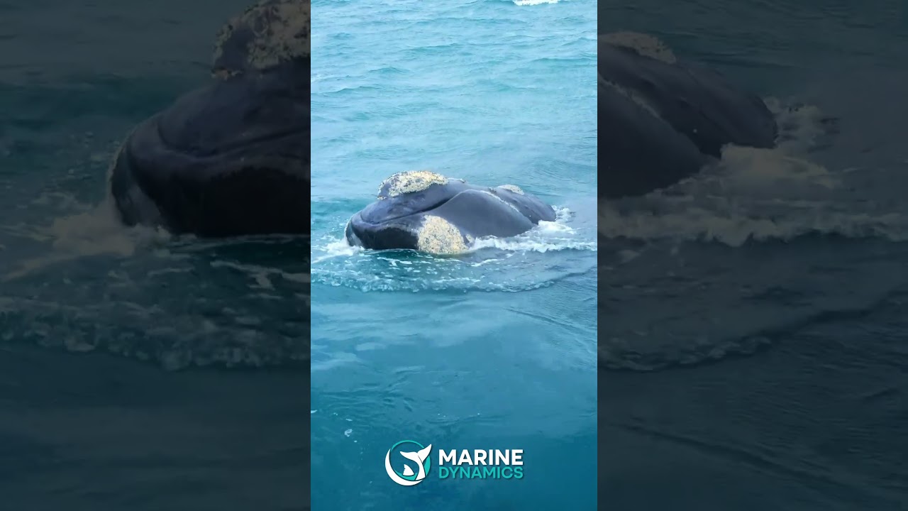 Southern Right Whale Shows Off in South Africa! 🐋 Incredible Tail Slaps | Marine Dynamics Gansbaai
