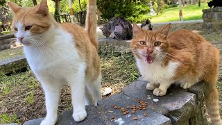 Poor hungry cats living in the park. These Cats are so beautiful, I gave them food. 😍 by World of Sweet Cats 92 views 9 days ago 4 minutes, 7 seconds