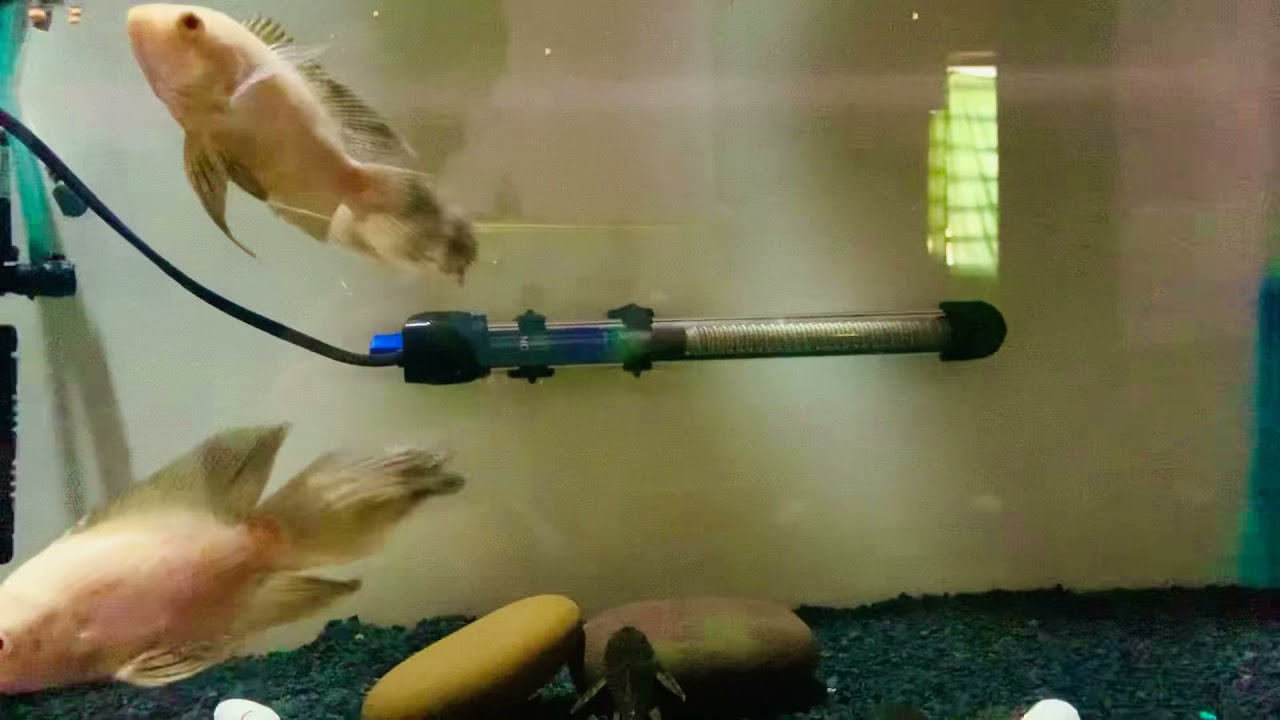 Veil tail oscar . Beautiful fish in oscar breed. 