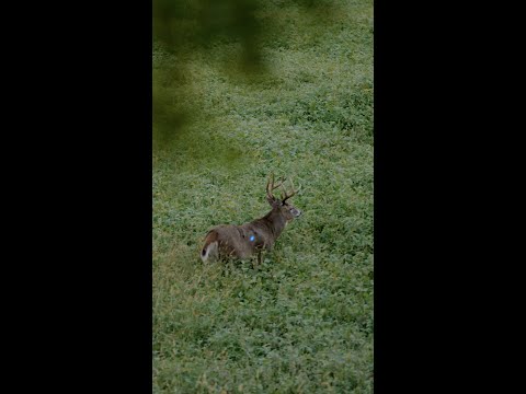 Perfect Archery Shot Placement On A Big Buck OR Too Far Back?