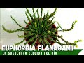SUCULENTA CABEZA DE MEDUSA // Euphorbia flanaganii #LaSuculentaElegidadelDía