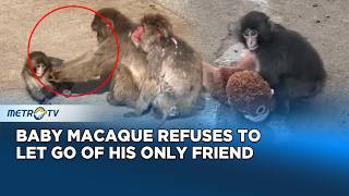 Abandoned Baby Monkey "Punch" Finds Comfort in Plush Toy screenshot 5