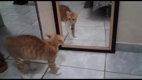 Cat scared as sht of the cat in the mirror
