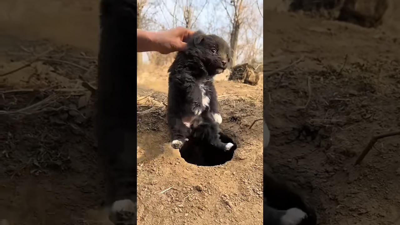 Catch a little local dog, cute pet debut plan, dog,🐕🐕🐶🐶 golden sun original