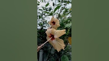 best rain droplet on flowers editing by vn app | Vn app editing tutorial #vn #vnvideoeditor #edit