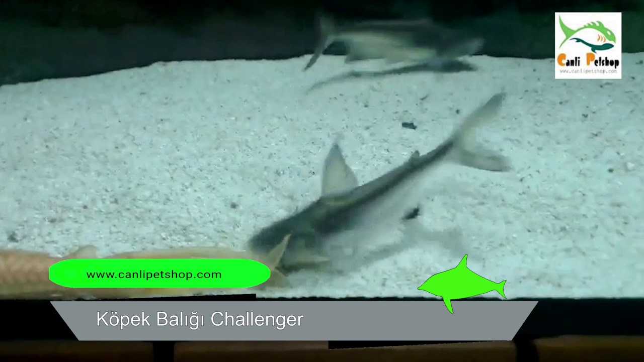 Kopek Baligi Challenger 1 Ad 20 Cm