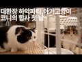 [ENG] 대환장 하악파티, 아기고양이 코니의 합사 첫 날~!!