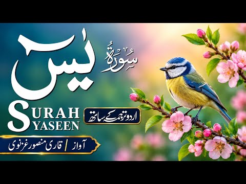 Surah Yaseen with Urdu Translation || Beautiful Quran Recitation for Peace & Healing (سورة Ep 0224