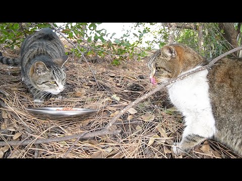 遠慮して横取りされ続ける猫に何とかカルカン(kalkan)とちゅ～るを給餌 野良猫 感動猫動画 ASMR