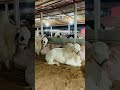 MashAllah 😍 #2k25 #qurbani2k25 #cowmandi #vlogs