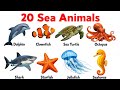 20 Sea Animals Name for Kids | Learn Sea Animals in English with Pictures #educationalvideo 