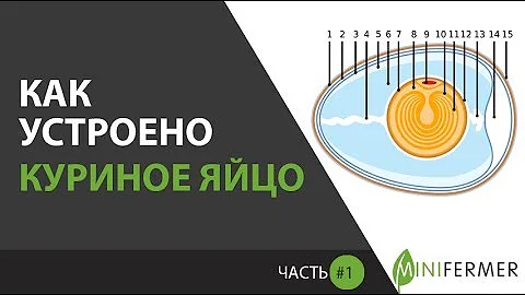 КАК УСТРОЕНО КУРИНОЕ ЯЙЦО ?   \ Часть 1. \ Птицеводам нужно знать - строение яйца