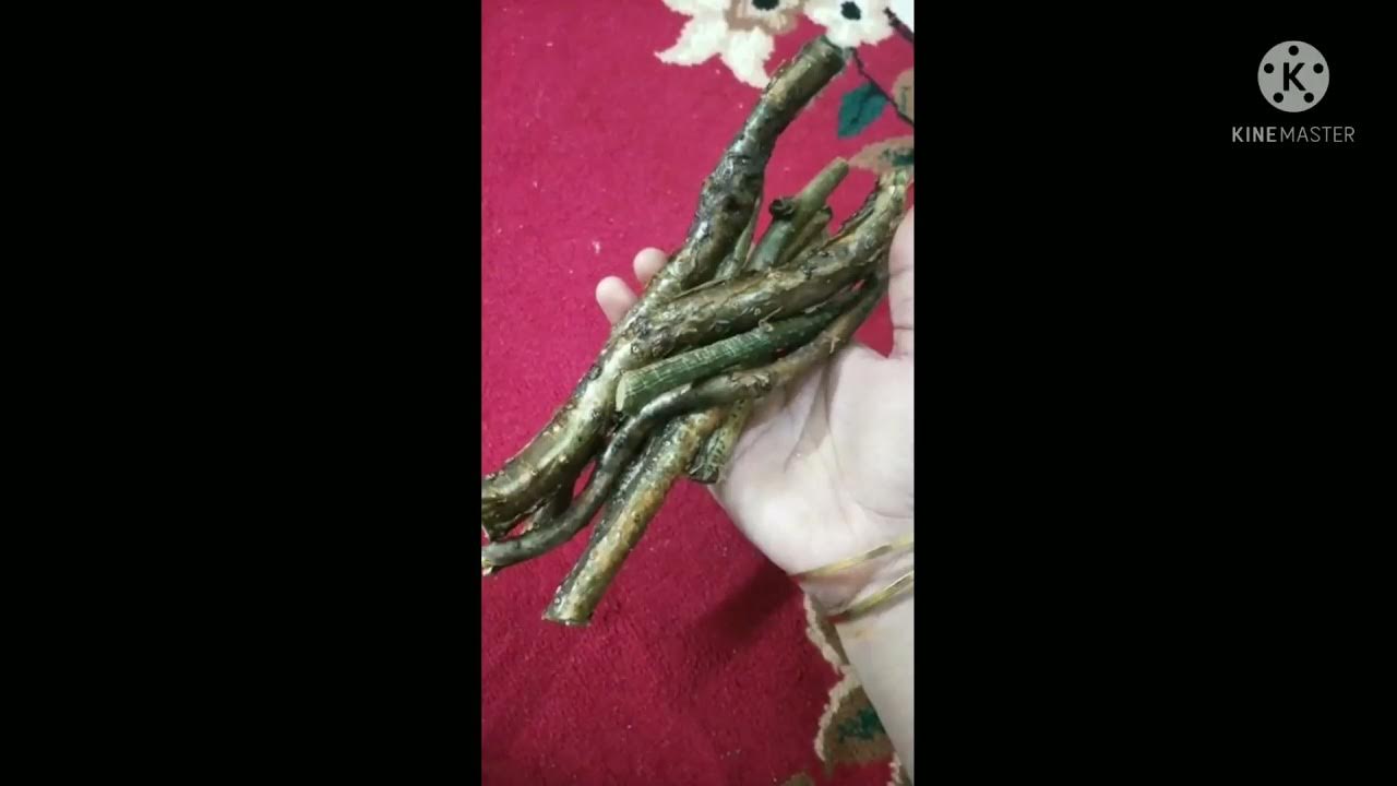 Giloy ka sat How to make Giloy sat at Home Giloy powder YouTube