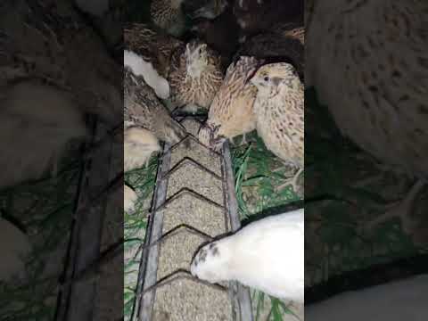 السمان لا يحتاج إلى مساحة اكبر من الدجاج