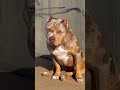 The Definition of Power: 1-Year-Old Merle XL Bully 💎 #americanbully #musculardog #shorts