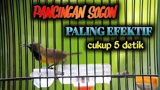 Sogon Macet Langsung Nyaut, 🦜 Terapi Pancingan Sogon Ombyokan Biar Bunyi Sepanjang Hari Alur Modern