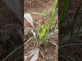 ఆయిల్ పామ్ లేత గుండె ఆకు! 🌱✨ Ultimate New Growth Sign! #Shorts #oilpalmfarming #oilpalmtelugu