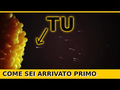 Video: Quando l'ovulo fecondato viene convertito in zigote?