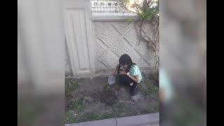 23 Nisan Tohumlar Fidana Fidanlar Ağaca Ağaçlar Ormana Dönmeli Yurduma ,Bir Fidanimiz Var Artık