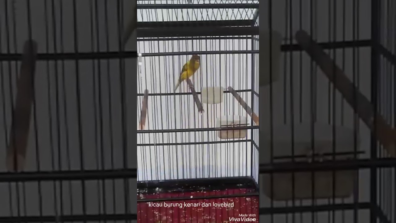 kicau burung love bird dan kenari paling mahal di lamongan 