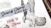 絵の描き方 鷲 ワシ の絵の書き方 初心者でも簡単なイラストのコツ Youtube