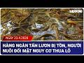 Miền Tây 24h ngày 23.4: Hàng ngàn tấn lươn bị tồn, người nuôi đối mặt nguy cơ thua lỗ | Báo Lao Động