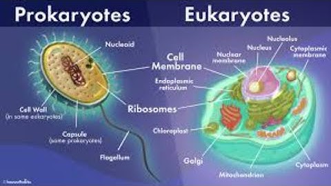 Eukaryotic and Prokaryotic cell | Sindhi language