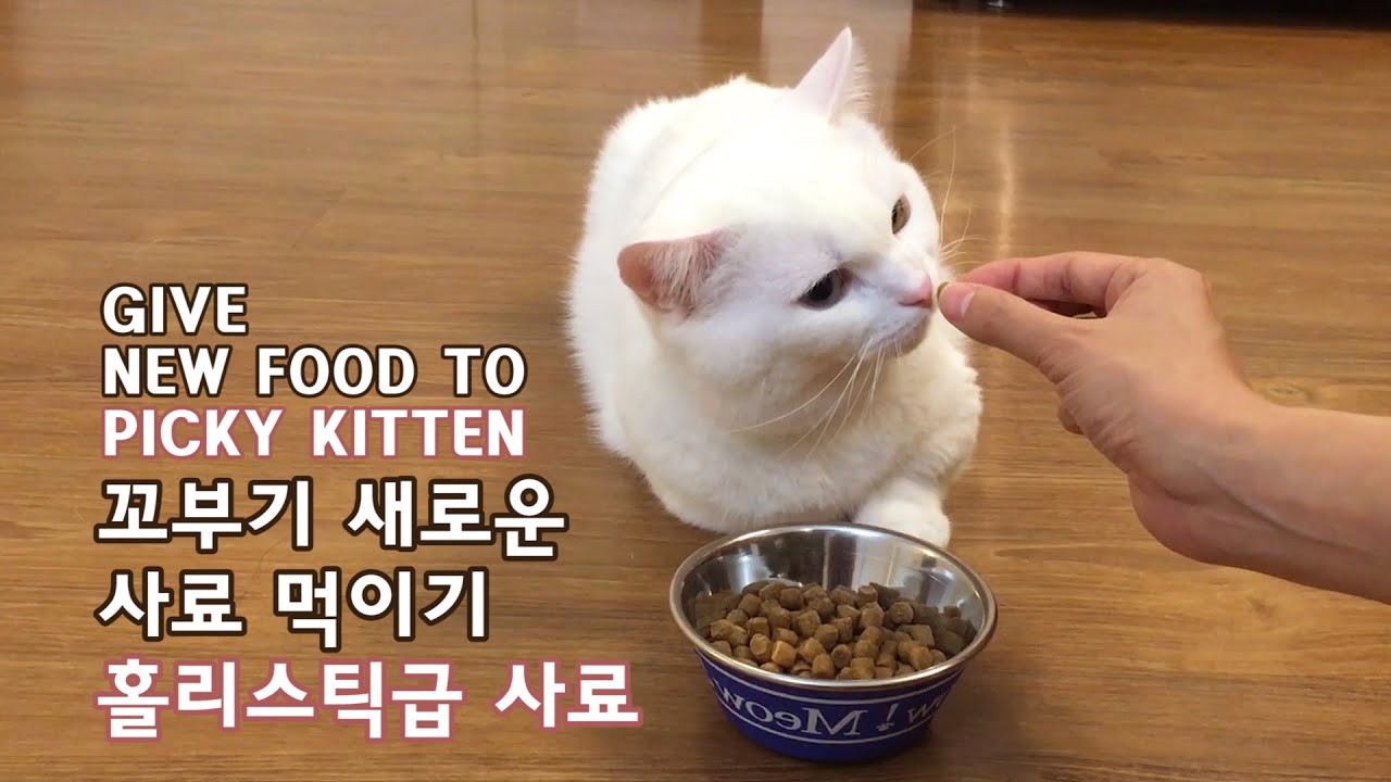 Picky Munchkin Cat Gets New Food Holistic Diet - 1 year 2 ...