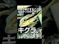 キクラ | アクアリウム 熱帯魚