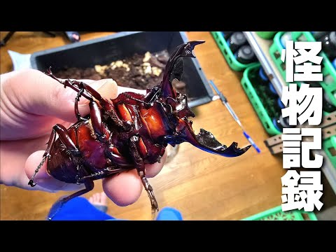 PSA10　タランドゥスツヤクワガタ　フォレストグリーン　右向き ムシキング タランドゥスツヤクワガタ フォレストグリーン