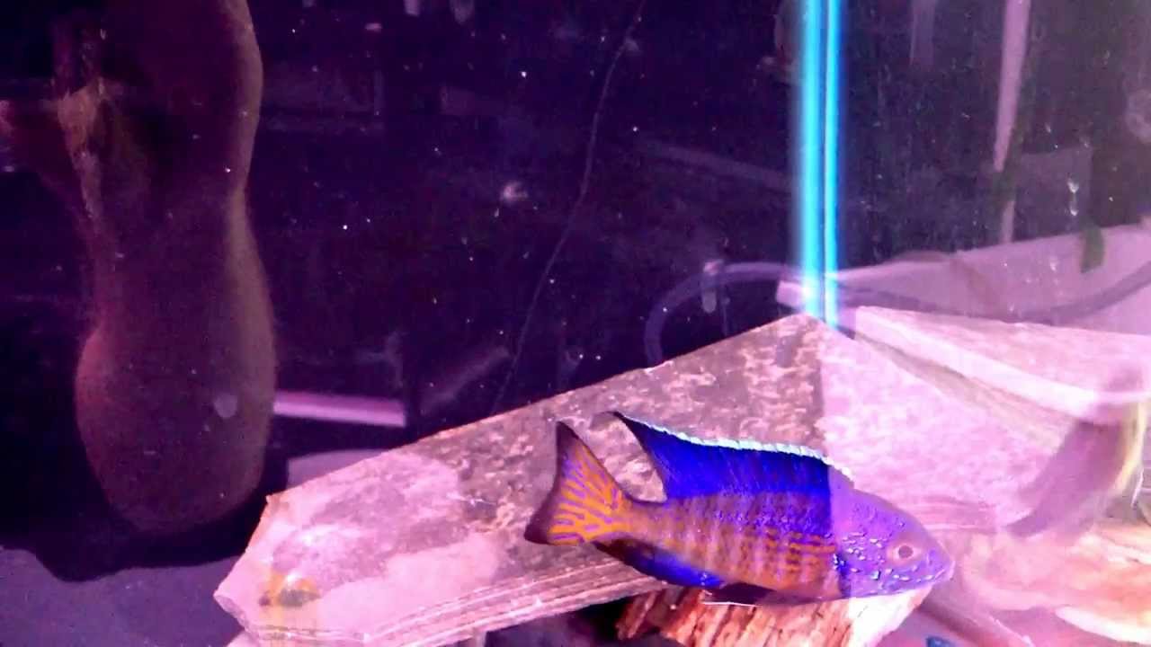 camera iphone 8 plus apk Aulonacara Flametail