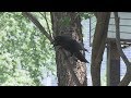 【HTBニュース】カラス撃退に効果！秘密はヒトデの成分　札幌の業者が開発