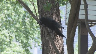 【HTBニュース】カラス撃退に効果！秘密はヒトデの成分　札幌の業者が開発