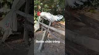 Bướm Chân Trắng 2K5