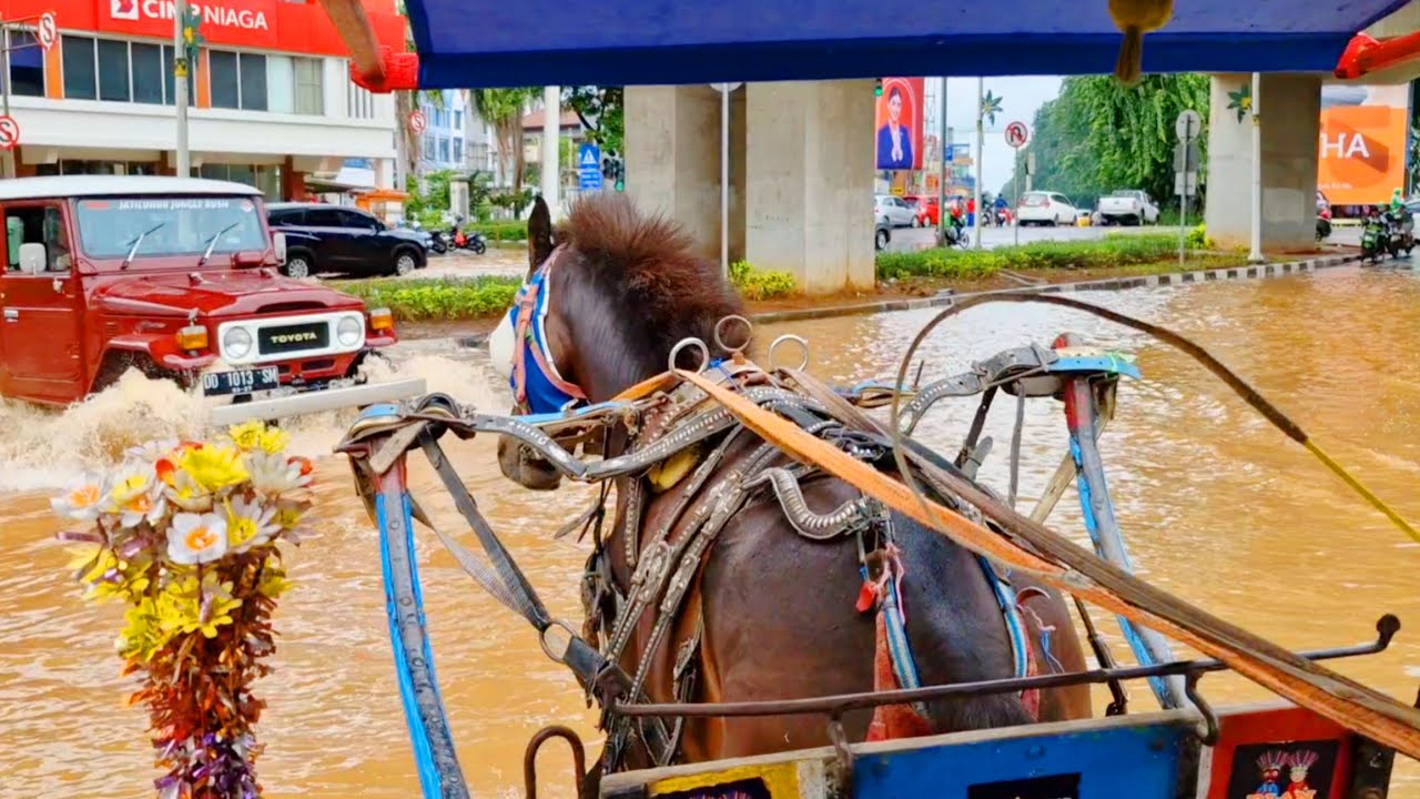 Naik Kereta Kuda - Naik Kuda Delman Banjiran - Lagu Delman Populer #kudadelman #kuda #horse #kuda 