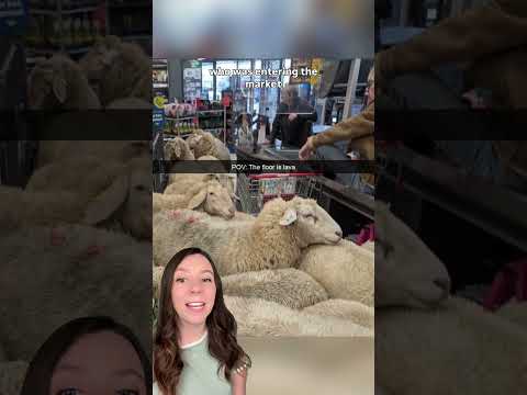 50 sheep go shopping in Germany; supermarket's response is perfect 😍 #shorts
