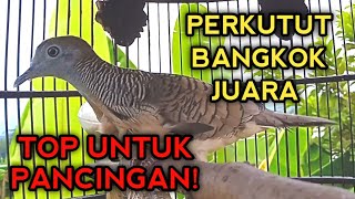 PERKUTUT BANGKOK JUARA UNTUK PANCINGAN PERKUTUT BANGKOK GACOR LANGSUNG BUNYI 