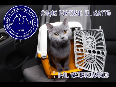 3 - Come portare il gatto dal veterinario 11 consigli per non sbagliare e evitare un trauma al gatto
