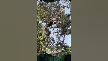 Pengusir Tupai pemakan Durian #shorts #buah #durian #tupai