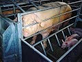 Pig Business in Northern Ireland