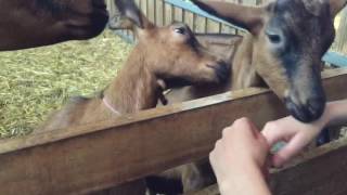 Goat Kisses in Umbria